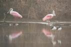 [Roseate Spoonbill]