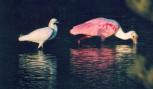 [Roseate Spoonbill]