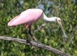 [Roseate Spoonbill]