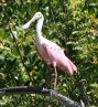 [Roseate Spoonbill]