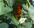 [Streak-backed Oriole]