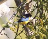 [Scrub Euphonia]