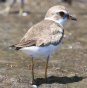 [Semipalmated Plover]