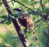 [Stripe-headed Sparrow]