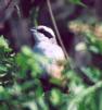 [Stripe-headed Sparrow]