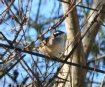 [Stripe-headed Sparrow]