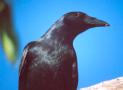 [Sinaloa Crow]