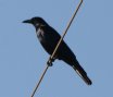 [Sinaloa Crow]