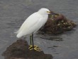 [Snowy Egret]