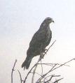 [Snail Kite]