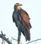 [Snail Kite]