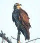 [Snail Kite]