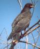 [Snail Kite]