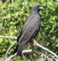 [Snail Kite]