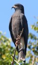 [Snail Kite]