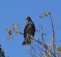 [Snail Kite]