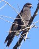 [Snail Kite]