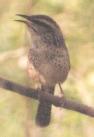 [Spotted Wren]