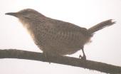 [Spotted Wren]