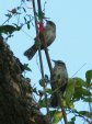 [Spotted Wren]