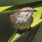 [Spotted Wren]