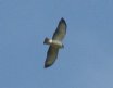 [Short-tailed Hawk]