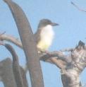 [Thick-billed Kingbird]