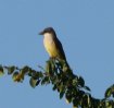 [Thick-billed Kingbird]