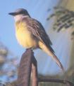 [Tropical Kingbird]