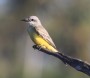 [Tropical Kingbird]