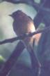 [Tufted Flycatcher]