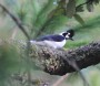 [Tufted Jay]