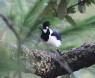 [Tufted Jay]