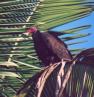 [Turkey Vulture]