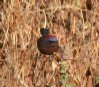 [Varied Bunting]