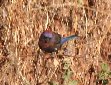 [Varied Bunting]