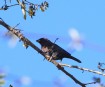 [Varied Bunting]