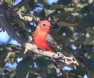 [Vermillion Flycatcher]