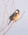 [White-collared Seedeater]