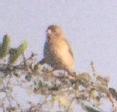 [White-collared Seedeater]