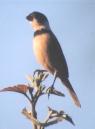 [White-collared Seedeater]