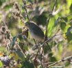 [White-crowned Seedeater]