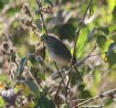 [White-crowned Seedeater]