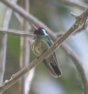 [White-eared Hummingbird]