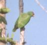 [White-fronted Parrot]