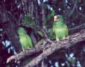 [White-fronted Parrot]