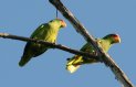 [White-fronted Parrot]