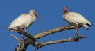 [White Ibis]