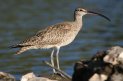 [Whimbrel]