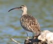 [Whimbrel]